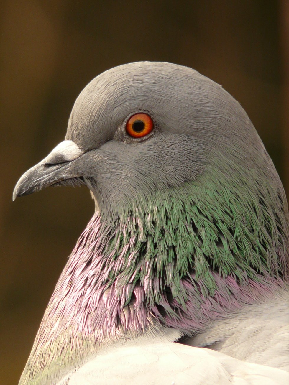 Pigeon with Plumage