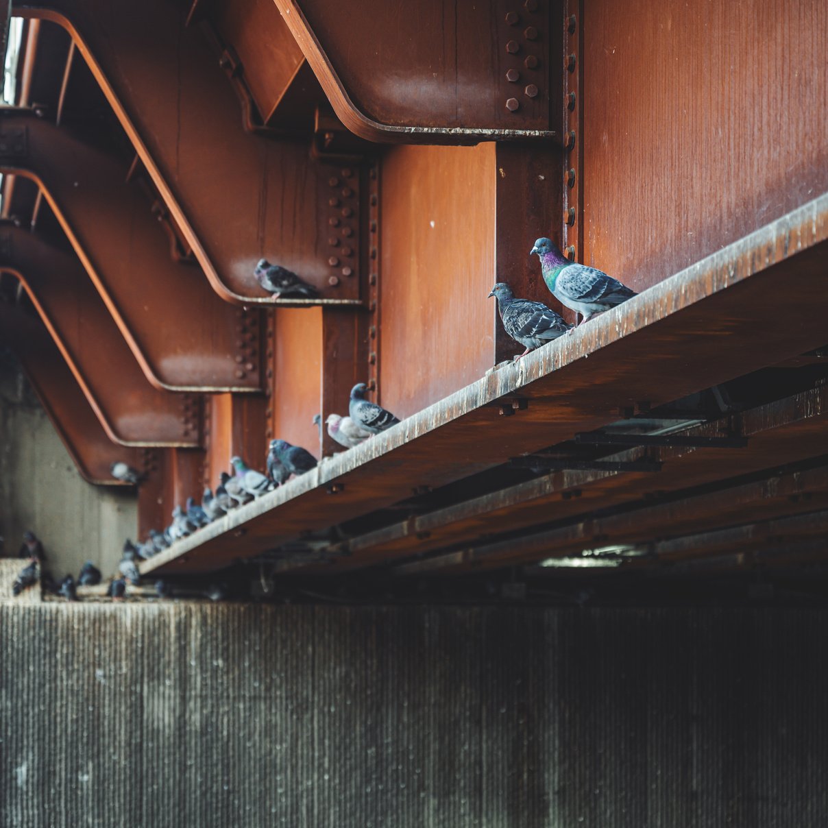 Pigeons sitting on metal construction