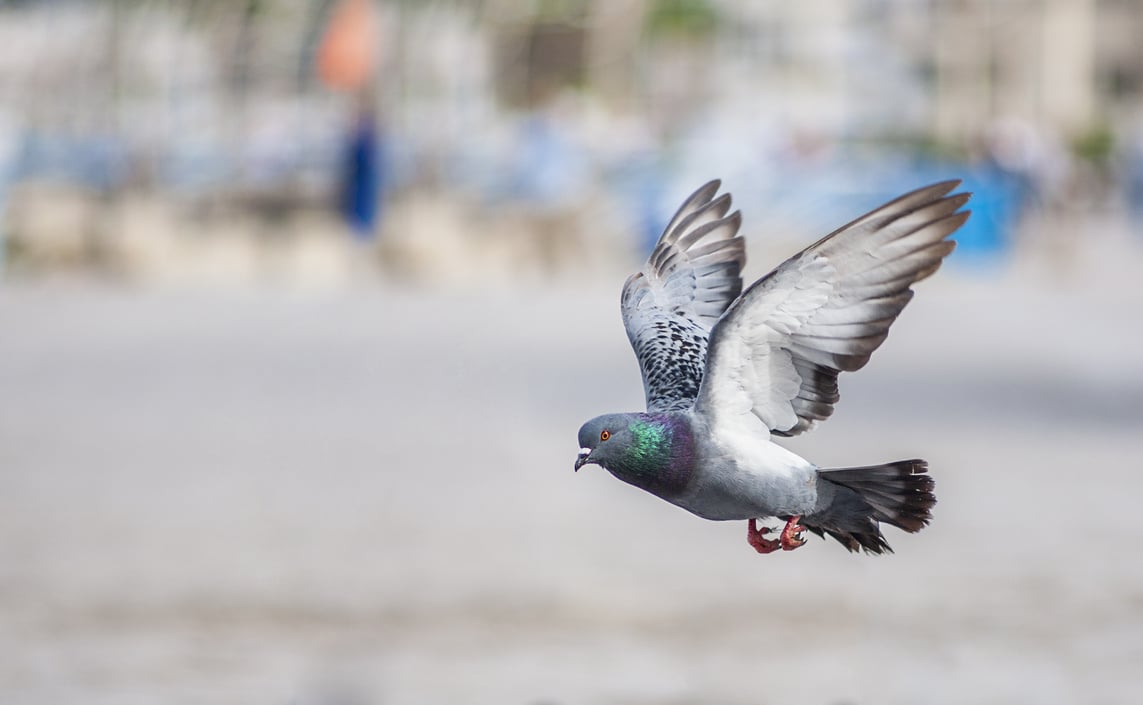 Pigeon Flying Outdoors